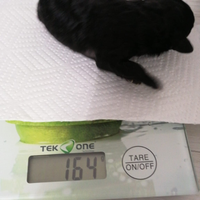 Barboncina Mini Toy Silver (grigio)