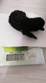 Barboncina Mini Toy Silver (grigio)