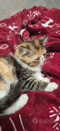 Exotic shorthair