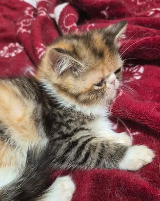 Exotic shorthair