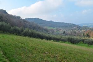 Terreno agricolo con olivi annessi