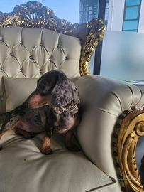 Bassotti, barboncini , chihuahua e Buldog francese