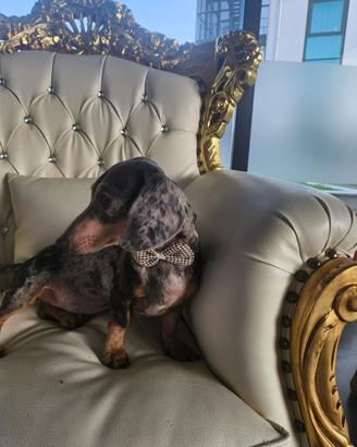 Bassotti, barboncini , chihuahua e Buldog francese