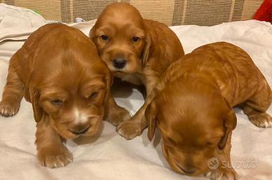 Cocker Spaniel Inglesi fulvi