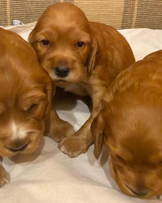 Cocker Spaniel Inglesi fulvi