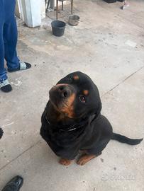 Cane con pedigree per monta