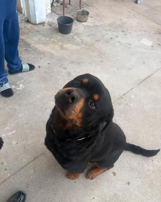 Cane con pedigree per monta