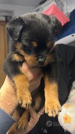 Cuccioli rottweiler con pedigree