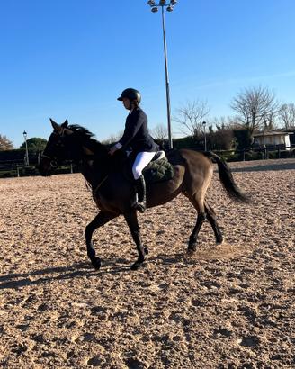 Cavallo