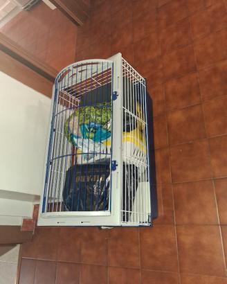 Gabbia per cavia peruviana