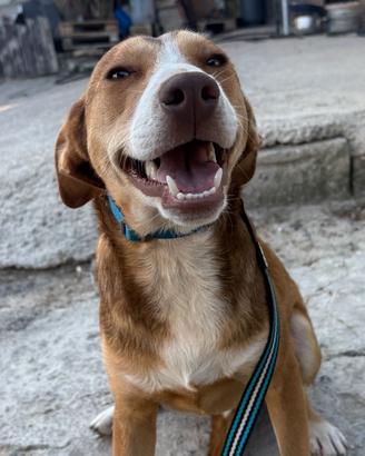 Pippo cucciolone