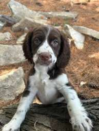 Springer spaniel