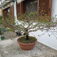 Prebonsai di olmo