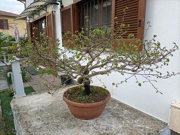 Prebonsai di olmo