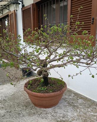 Prebonsai di olmo