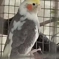 Calopsite maschio 2025