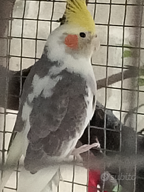 Calopsite maschio 2025