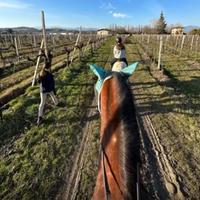 Cavalli e Pony da Scuola e Passeggiata