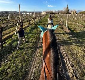 Cavalli e Pony da Scuola e Passeggiata