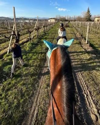 Cavalli e Pony da Scuola e Passeggiata