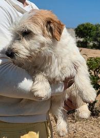 Jack russel terrier pelo ruvido
