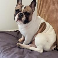 Bulldog francese