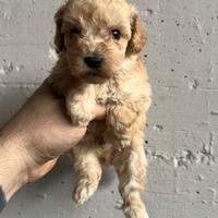 Barbone barboncino toy minitoy