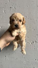 Barbone barboncino toy minitoy