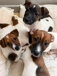 Jack russell originali