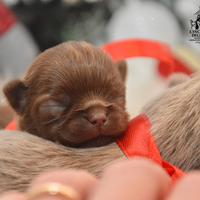 Chihuahua cucciolo pelo lungo cioccolato