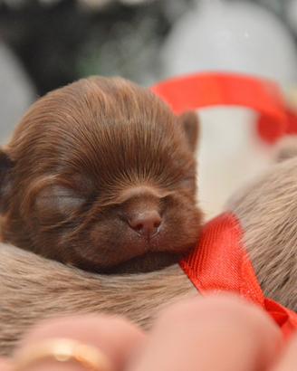Chihuahua cucciolo pelo lungo cioccolato