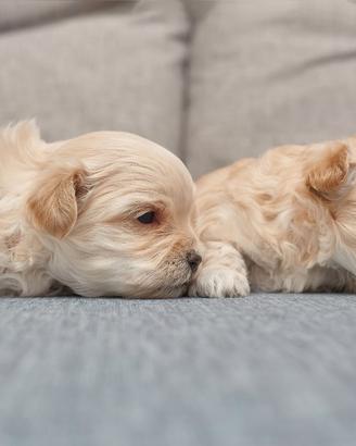Maltipoo dip IMMEDIATA