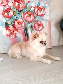 Chihuahua