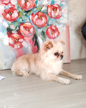 Chihuahua