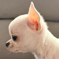 Cuccioli chihuahua