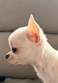 Cuccioli chihuahua