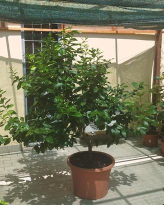 Limone