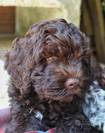 Lagotto Romagnolo