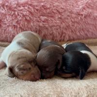 Bassotti piebald e arlecchini