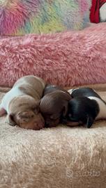 Bassotti piebald e arlecchini