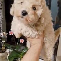 Barboncina toy champagne