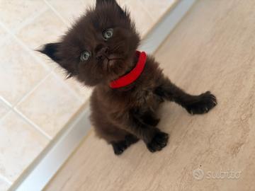 Maine coon cucciole blue/black