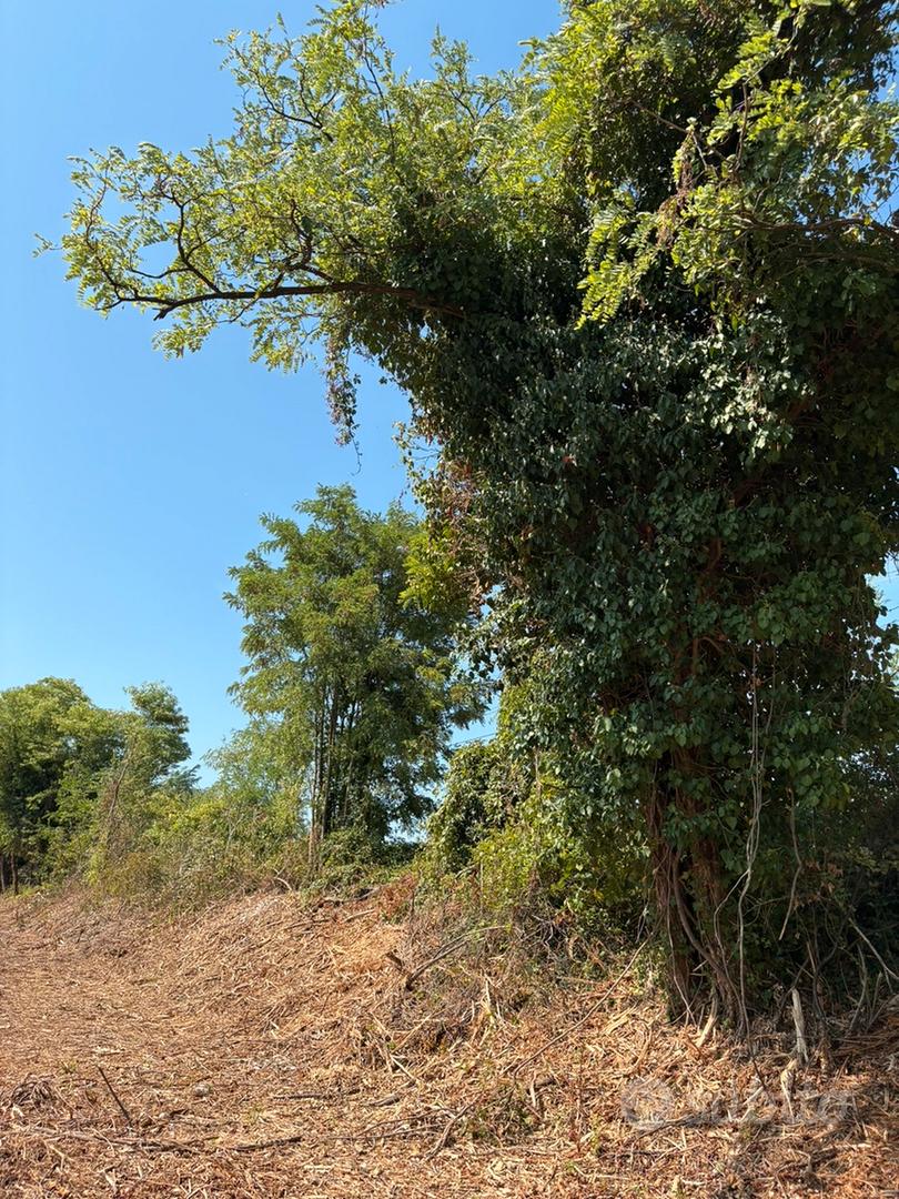 Terreno agricolo coltivabile - Martellago (Ve) - Vista 4