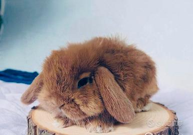 Coniglio minilop
