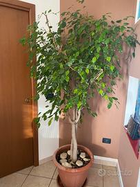 Ficus Benjamin taglia XL  vaso da 59