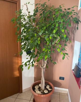 Ficus Benjamin taglia XL  vaso da 59