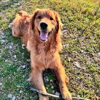 Golden Retriever per monta