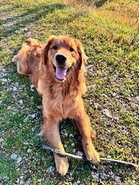 Golden Retriever per monta