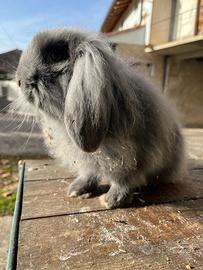 Coniglio minilop maschio