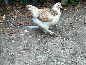 Galline Ornamentali